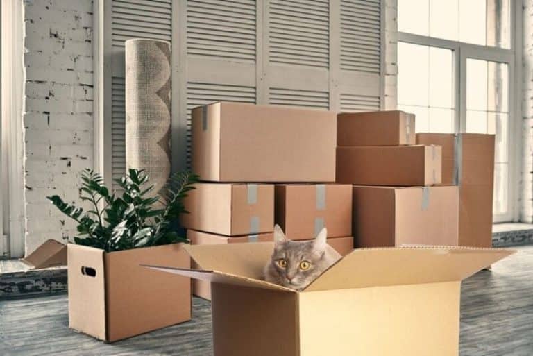 mudanzas con gatos: cajas de mudanzas y emabalaje en un piso preparado para la mudanza